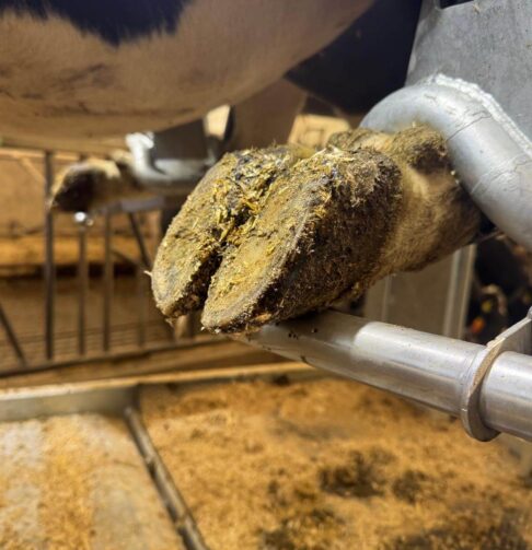 1.2.4._KLAUX.EU_Chroom_17