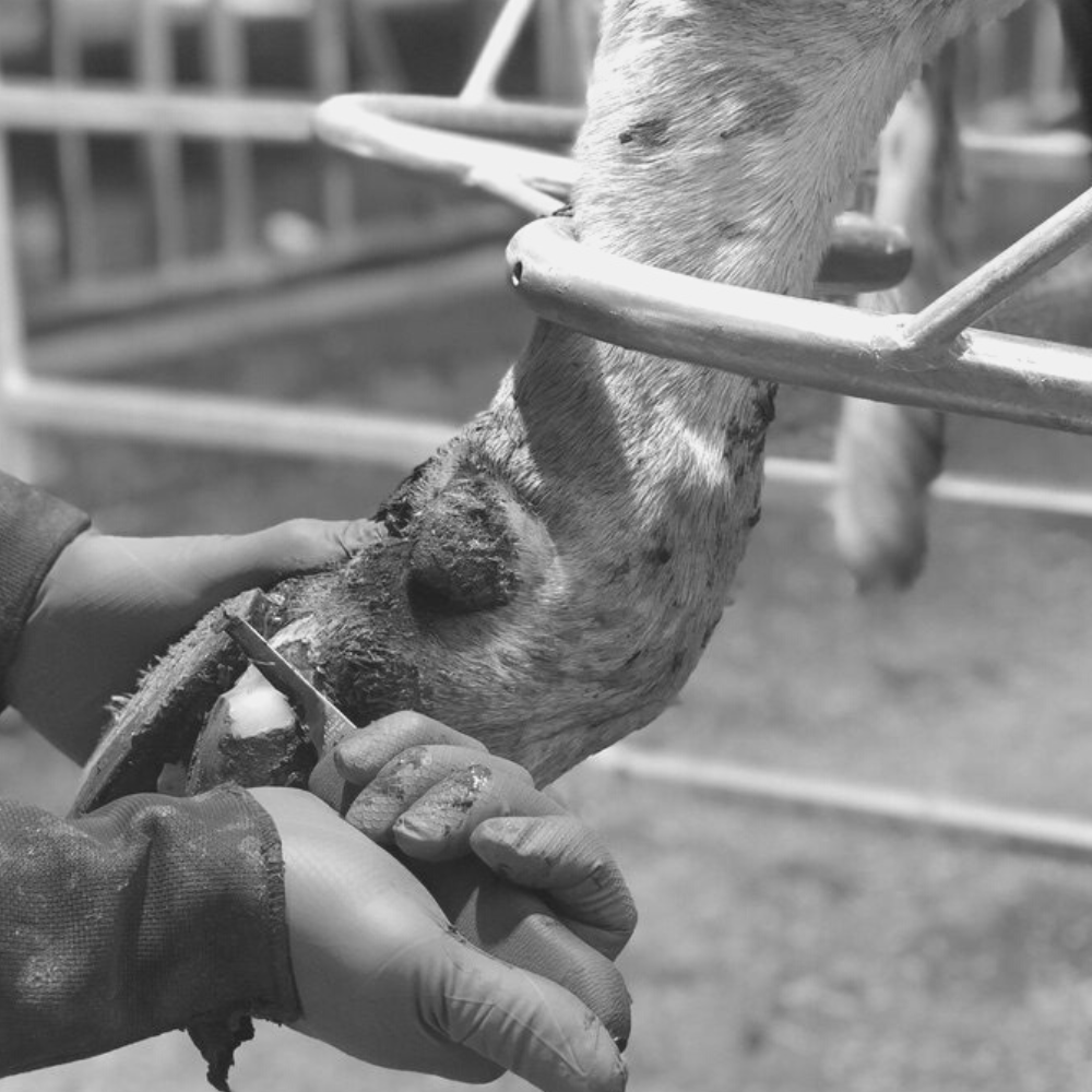 klauwbekap-maatwerk-workshop-klaux