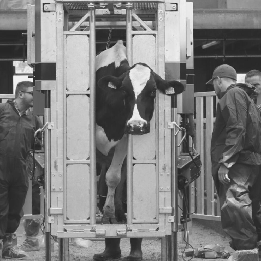 klauwbekap-workshop-basis-klaux