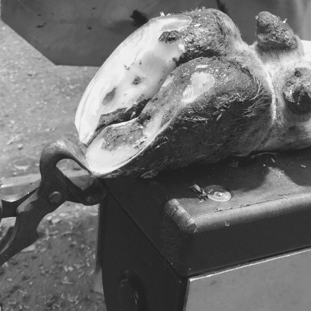 klauwbekap-workshop-deel-1-klaux